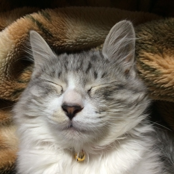 超絶可愛い猫 Tiktok Hashtag 超絶可愛い猫 Tiktok Hashtag