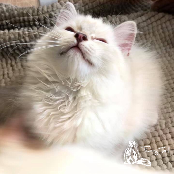 redecho ragdoll