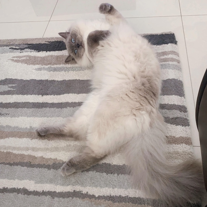 redecho ragdoll