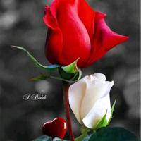 rashed_alam_rashed - original sound