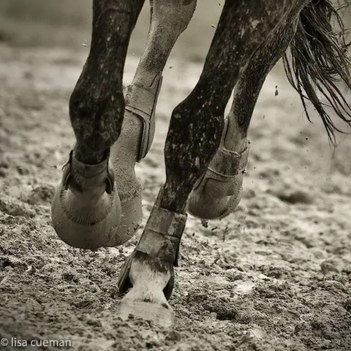 Цоканье копыт. Ноги лошади. Красивые ноги лошади.