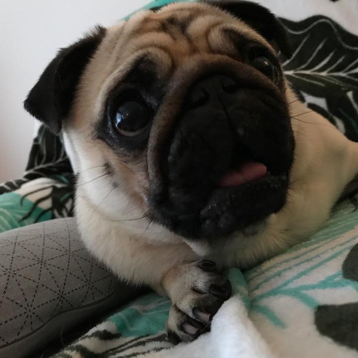 The pug - @onni_the_pug TikTok Analytics | Profile, videos & hashtags ...