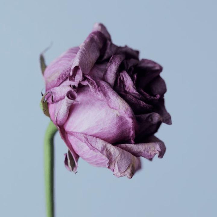 Chopin Nocturne No.2 Op.9-2(1391533)