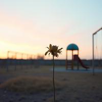 Where the Children Fell Gaza by Paula Ester