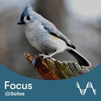 Dawn Chorus - Sollos Focus Soundscape - Pt. 4 by Robert Stambler