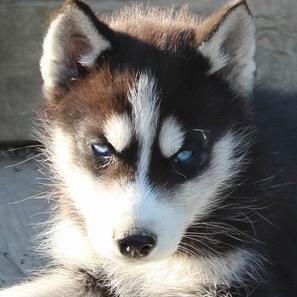 Kxrdelen Jvm Pas Tiktok Profile