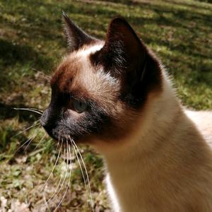 chat Siamois Bebe Chat Tiktok Profile chat Siamois Bebe Chat Tiktok Profile