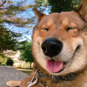 Shiba Hanhan1009 三腳胡麻柴撼撼 Tiktok Profile Shiba Hanhan1009 三腳胡麻柴撼撼 Tiktok Profile