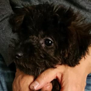 ぽぅちゃん Tiktok Profile