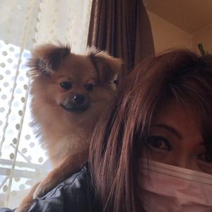 ポメラニア Tiktok Hashtag ポメラニア Tiktok Hashtag