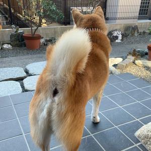 Shellstagram シェル犬先生 Tiktok Profile Shellstagram シェル犬先生 Tiktok Profile