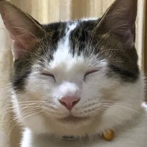 I Am Cats 3piece ヌッコ様 Tiktok Profile I Am Cats 3piece ヌッコ様 Tiktok Profile