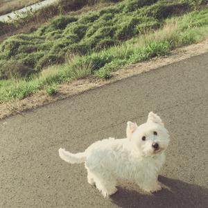 Panapana06 モップ犬 Tiktok Profile Panapana06 モップ犬 Tiktok Profile