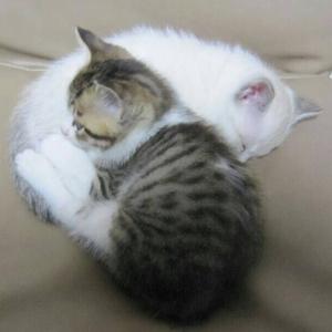 Nekonekomofumofu ねこもふ Tiktok Profile Nekonekomofumofu ねこもふ Tiktok Profile