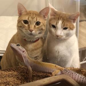 小屋にこすりつけてます Tiktok Hashtag 小屋にこすりつけてます Tiktok Hashtag