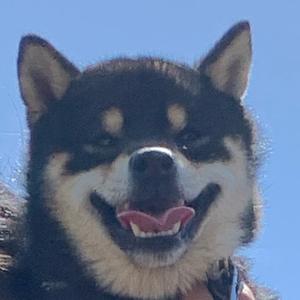 イケメン犬 Tiktok Hashtag イケメン犬 Tiktok Hashtag