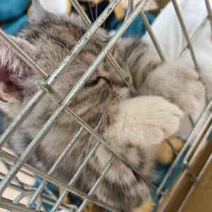 Shuto 1223 べべちゃん Tiktok Profile