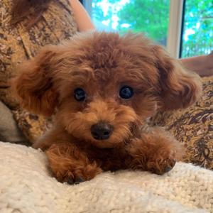 犬は家族 Tiktok Hashtag 犬は家族 Tiktok Hashtag