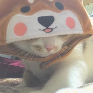 てんとう虫のうた Tiktok Hashtag てんとう虫のうた Tiktok Hashtag
