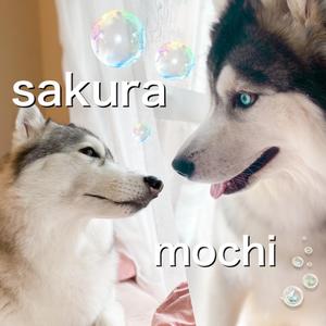 シベリアンハスキー イケメン 子犬 オッドアイ 綺麗な目 Sakuramochi8 Tiktok Video