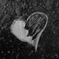 TikTok Account - https://p16-amd-va.tiktokcdn.com/tos-maliva-avt-0068/00d784059324c223d1131591eb84f9b1~tplv-tiktokx-cropcenter:200:200.jpeg