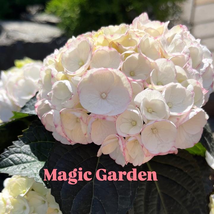 magic_garden_od - suara asli