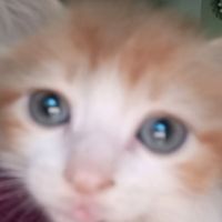 TikTok Account - https://p16-amd-va.tiktokcdn.com/tos-maliva-avt-0068/042e5de8c73a96ed974bfbb6df173cc1~tplv-tiktokx-cropcenter:200:200.jpeg