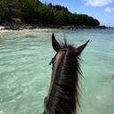 @your._fav._equestrian