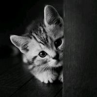 TikTok Account - https://p16-amd-va.tiktokcdn.com/tos-maliva-avt-0068/0483d17db09fea29b558da3b130d7aed~tplv-tiktokx-cropcenter:200:200.jpeg