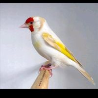 TikTok Account - https://p16-amd-va.tiktokcdn.com/tos-maliva-avt-0068/04b07b8ad0c0a02c8fc6838282f864db~tplv-tiktokx-cropcenter:200:200.jpeg