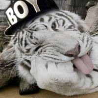 TikTok Account - https://p16-amd-va.tiktokcdn.com/tos-maliva-avt-0068/052981ef4850c72ea4a484a72c577ac9~tplv-tiktokx-cropcenter-q:200:200:q70.jpg