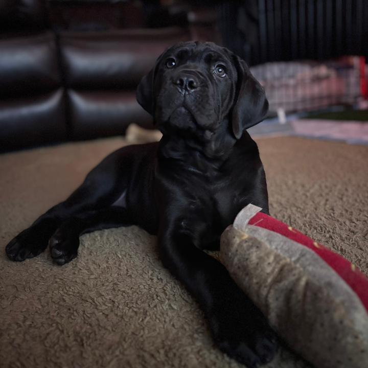 chickie_nugget