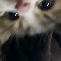 TikTok Account - https://p16-amd-va.tiktokcdn.com/tos-maliva-avt-0068/09790c18ab2d0fc34a2312fe9dfb5dff~tplv-tiktokx-cropcenter:200:200.jpeg