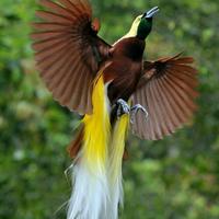 suara asli - papua_post_reels