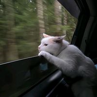 TikTok Account - https://p16-amd-va.tiktokcdn.com/tos-maliva-avt-0068/0ad4ae5430040e49cbe8ec2fa622b15a~tplv-tiktokx-cropcenter:200:200.jpeg