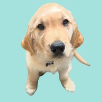 beauthatgolden