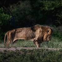 TikTok Account Photo