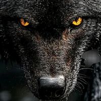 TikTok Account - https://p16-amd-va.tiktokcdn.com/tos-maliva-avt-0068/13e450f2c5a716373fea7064e7536fdb~tplv-tiktokx-cropcenter:200:200.jpeg