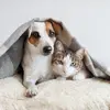 catanddogstory