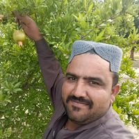 deedarali668