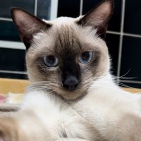 TikTok Account - https://p16-amd-va.tiktokcdn.com/tos-maliva-avt-0068/17a80299af89b8a93e863822095ef3ae~tplv-tiktokx-cropcenter:200:200.jpeg