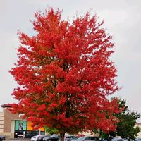 TikTok Account - https://p16-amd-va.tiktokcdn.com/tos-maliva-avt-0068/19943cbeecc45433083c1742adbe42ff~tplv-tiktokx-cropcenter:200:200.jpeg