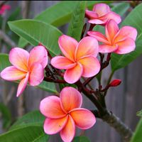 TikTok Account - https://p16-amd-va.tiktokcdn.com/tos-maliva-avt-0068/1bede95894c862fa955002efc044716d~tplv-tiktokx-cropcenter:200:200.jpeg