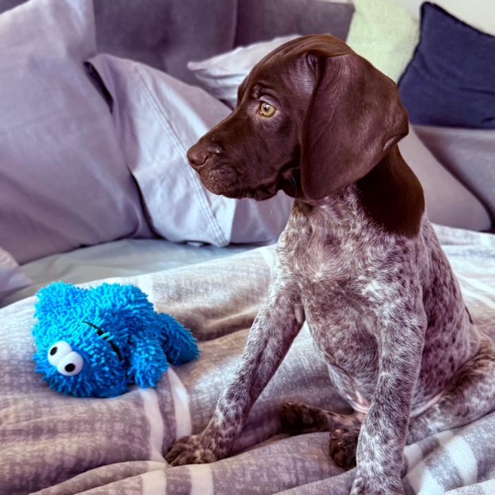 BEAU COSTNER - suara asli - beau.the.birddog