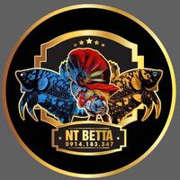 nhạc nền - NT Betta 3