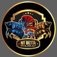 ntbetta3