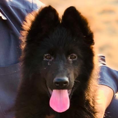 blackgermanshepherd1