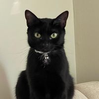 lunatheshycat