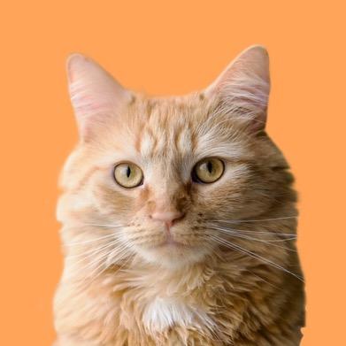 ohcharliecat