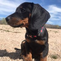 olivia_daschund